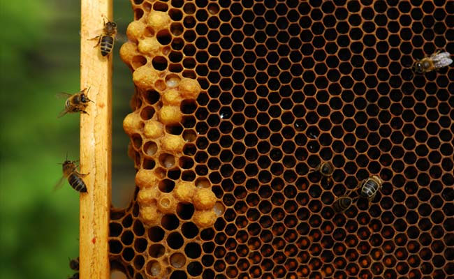 सड़क हादसे में हजारों मधुमक्खियों की मौत, जानें क्या  था पुरा मामला