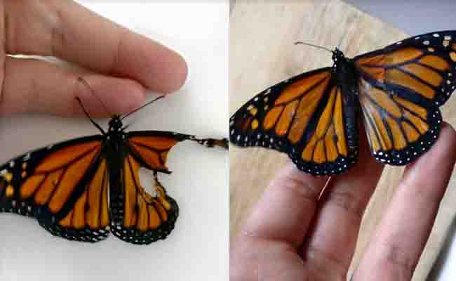 एक कॉस्ट्यूम डिजाइनर ने टूटे हुए तितली के पंख को जोड़, दिया जीवनदान