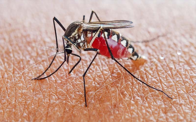मच्छर क्यों चूसते हैं इंसानों का खून? ये है बड़ी वजह, वैज्ञानिक भी है हैरान