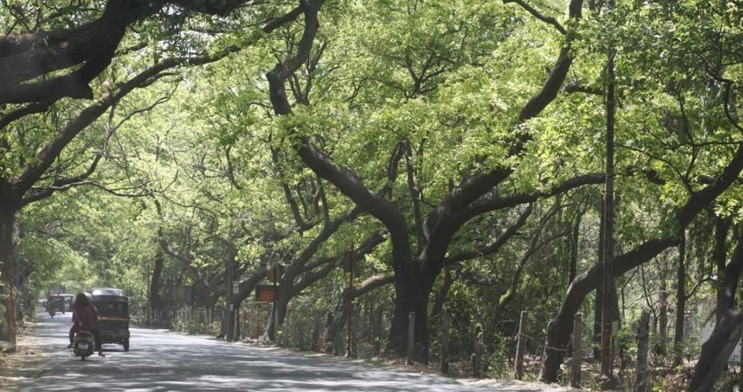 Aarey Forest: सुप्रीम कोर्ट ने आरे में पेड़ों की कटाई रोकी