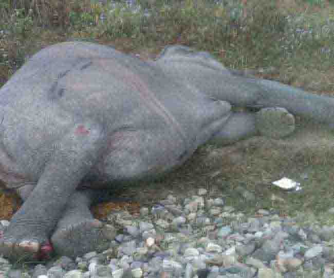 उत्तराखंड: इस खूनी ट्रैक पर 34 साल में 27 हाथी गंवा चुके जान