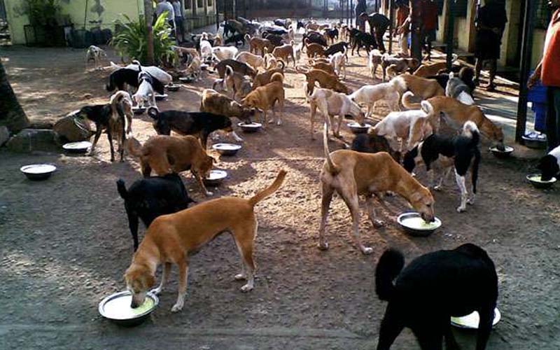 भारत का एक ऐसा गांव जहां हर एक कुत्ता है एक करोड़ का मालिक