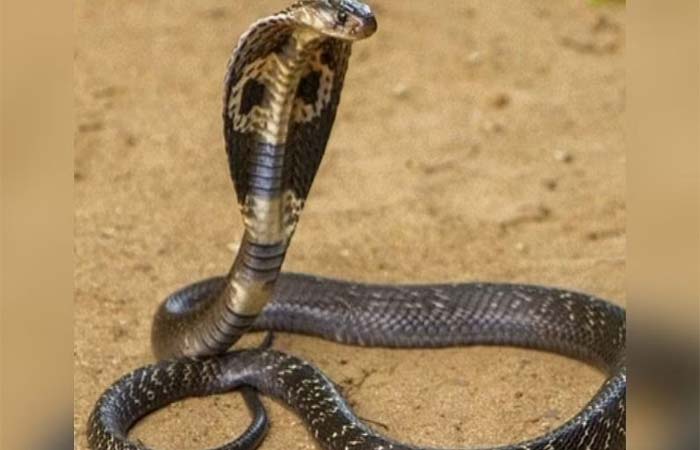 कोबरा से डसवाकर दहेज के लालची पति ने पत्नी को मार डाला