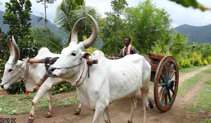 भोपाल :   गायों के अंतिम संस्कार के लिए बनाया जाएंगा देश का पहला मुक्तिधाम  
