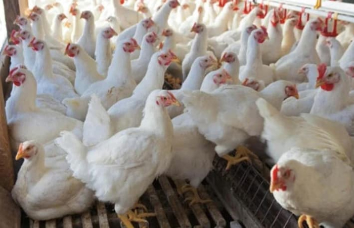 चिकन के रेट्स में बड़ी गिरावट, 45 रुपए किलो पहुंचा भाव