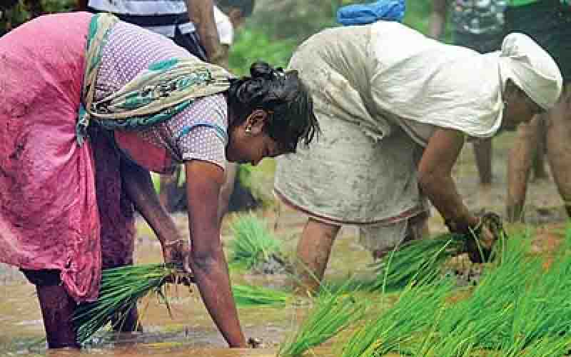शर्मनाक: महाराष्ट्र में प्याज बेचकर किसान को हुई 6 रुपये की कमाई