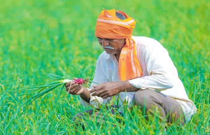 मोदी कैबिनेट ने किसानों को सौगात! गेहूं, चना जैसी सभी रबी फसलों की MSP बढ़ाई