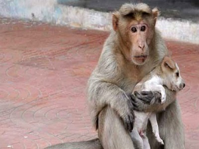 कुत्तों और बंदरों का 'गैंगवार' हुआ ट्रेंड, जानें क्या है पिल्लों के 'खूनी खेल' की पूरी कहानी