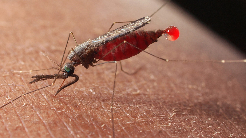 गर्मियों में भी मच्छर से होने वाले इंफेक्शन का खतरा अधिक