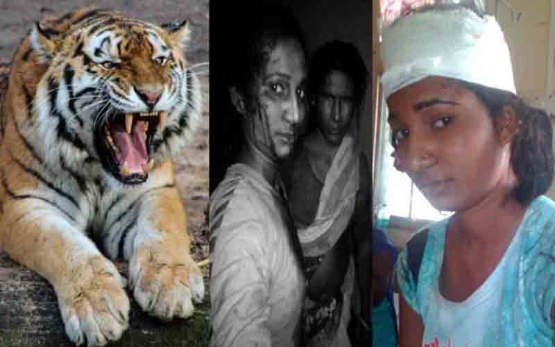 महाराष्ट्र : विदर्भ में बाघ के हमलों में दो घायल