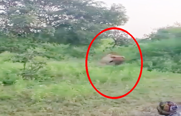 गुजरात: शेर का शिकार करने के लिए जिंदा गाय को बनाया चारा, वीडियो वायरल 